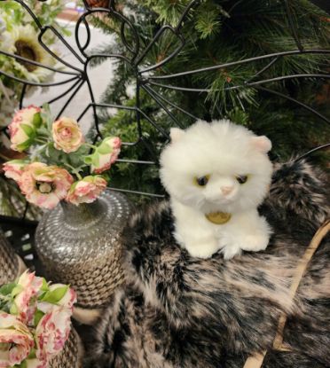 Picture of White Angora Kitten