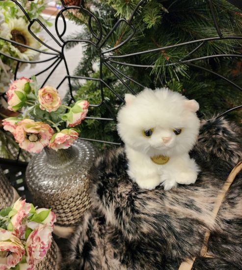 Picture of White Angora Kitten