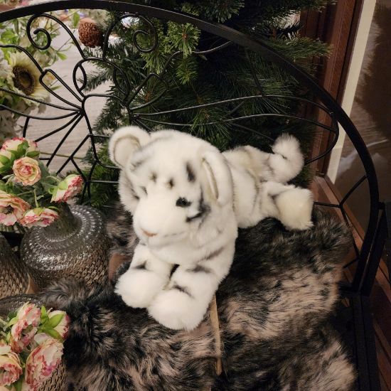Picture of White Tiger Cub