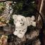 Picture of White Tiger Cub