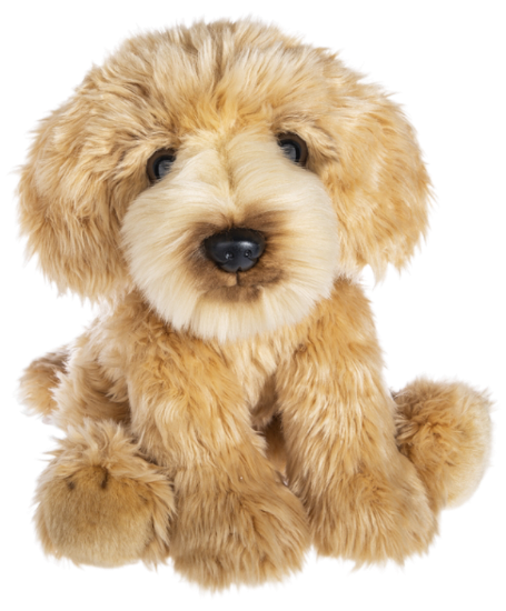 Picture of Labradoodle Ganz