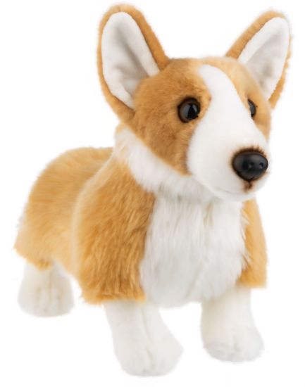 Picture of Corgi Puppy