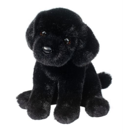Picture of Black Lab