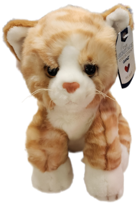 Picture of Orange Tabby Cat